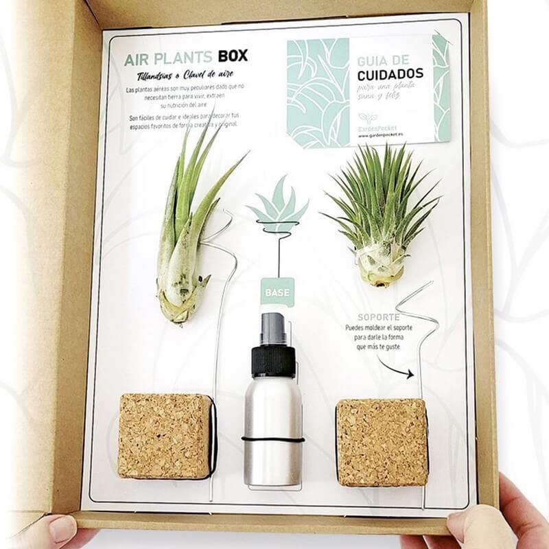 Kit de cultivo air plant box