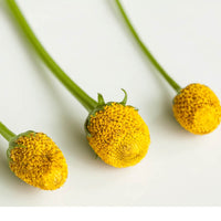 Thumbnail for Kit de cultiva flores comestibles botón de sechuan