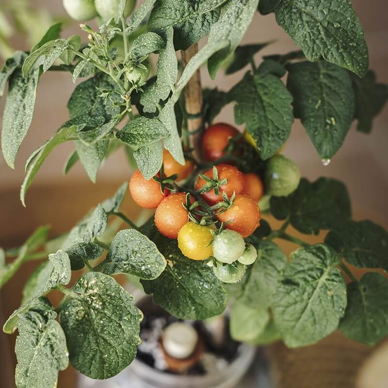 Kit de cultivo de tomates cherry