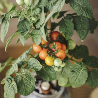 Thumbnail for Kit de cultivo de tomates cherry