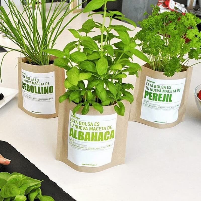 Kit de cultivo aromáticas hierbabuena 