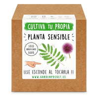 Thumbnail for Kit de cultivo brotes planta sensible