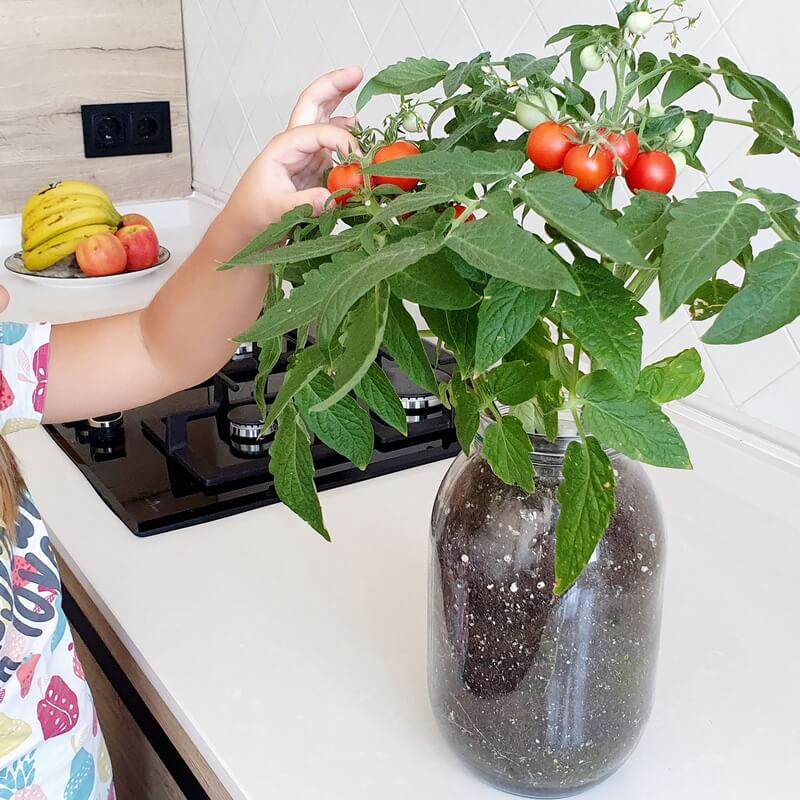 Kit de cultivo interior con auto riego de tomates cherry para ensalada